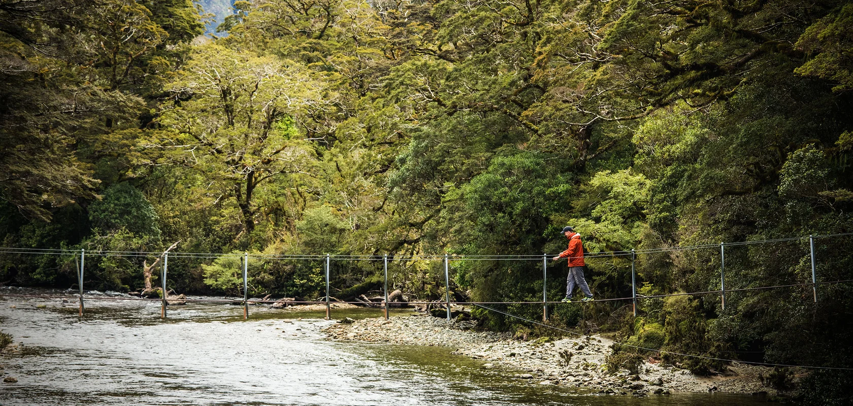 Man crossing swing bridge on George Sound Track, Fiordland National Park, New Zealand