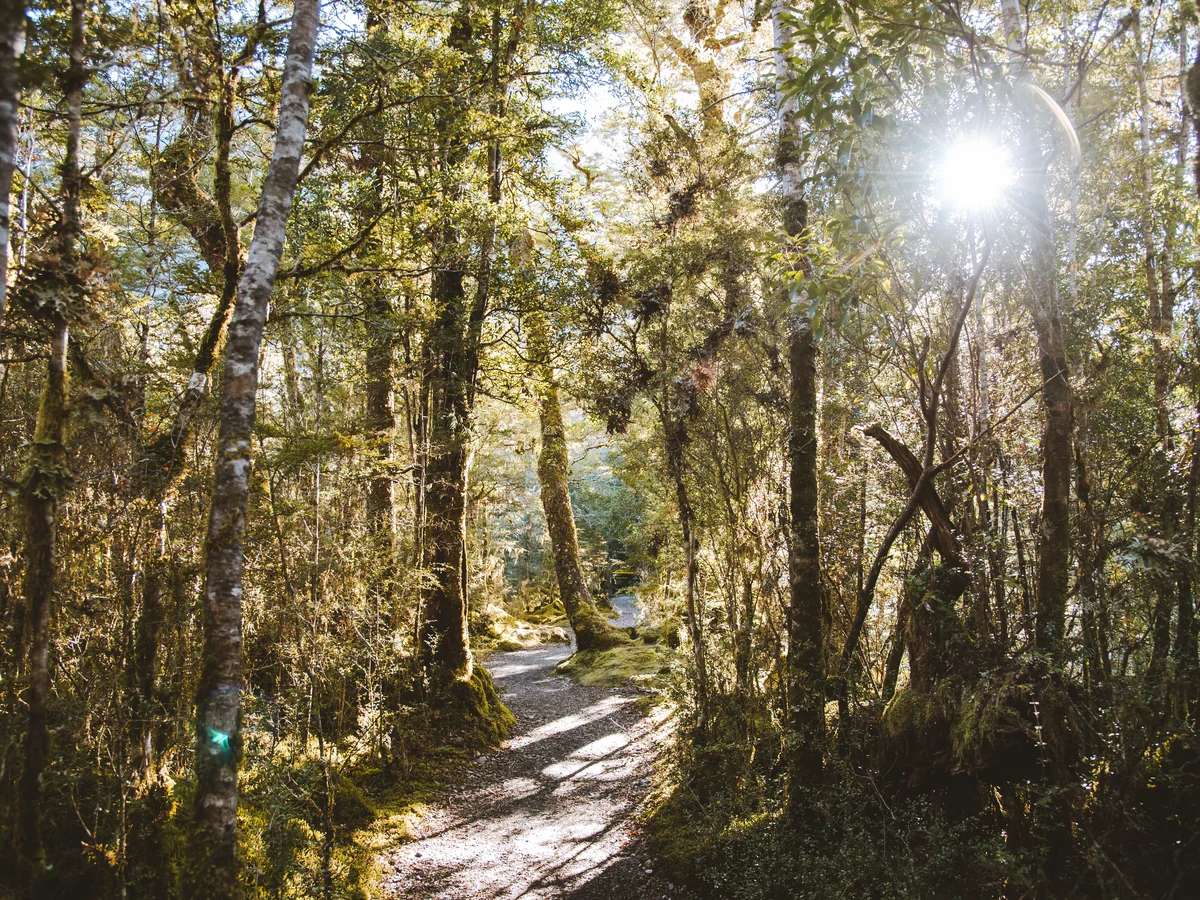 Milford Track Day Hike