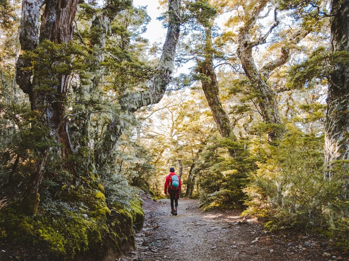 Mt Luxmore Day Walk, Fiordland New Zeland.webp